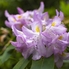 Májusvégi rhododendron-túra a Jeli Varázskertben