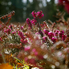 Tavaszi virágszőnyegek a Kámoni Arborétumban (fotóriport)