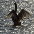Hattyúk tava II. - madárlesen az Abért-tónál (fotóriport)