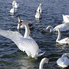 Hattyúk tava II. - madárlesen az Abért-tónál (fotóriport)