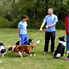 Tavaszköszöntő agility háziverseny a MEOE kutyaiskolában