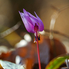 Vadvirágok, a színes tavaszhírnökök - Itt egy csokor a legpompásabbakról