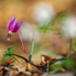 Vadvirágok, a színes tavaszhírnökök - Itt egy csokor a legpompásabbakról