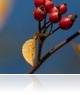 Az ősz csodaszere: a csipkebogyó – három egyszerű recept, amire még nem gondolt