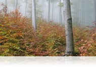 Mi fán terem az erdő? - Az erdő a szépség forrása és a természetes körforgás nélkülözhetetlen eleme
