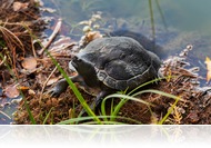 Ilyen a szombathelyi Csónakázótó őszi fényben