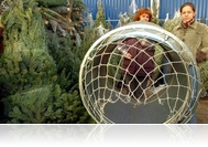 Elmentem fenyőt venni. Utoljára.