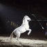 Lovas show az Arénában - Horse Evolution Show (fotóriport)