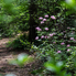 Irány a Jeli Arborétum! - Csúcsvirágzásban a rododendronok