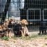 Emlékséta Fantomért – szeretettel és felelősséggel a Meggyeserdei Menedék lakóiért