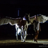 A lovasparádé folytatódik - Horse Evolution Show Sopronban