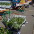 Őszi hangulatok a Bükfürdői Termelői Piacon