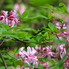 Irány a Jeli Arborétum! - Csúcsvirágzásban a rododendronok