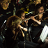 Popcorncert - Szombathely Város Koncert Fúvószenekarának műsora a moziban