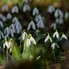 Nyílnak már a Szelestei Arborétum csodái