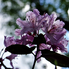 Irány a Jeli Arborétum! - Csúcsvirágzásban a rododendronok