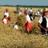 Húsz éves a Büki Ünnepi Napok - Aratóünnep szombaton