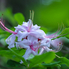 Irány a Jeli Arborétum! - Csúcsvirágzásban a rododendronok