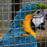 Csőrözés a ketrecben – Díszmadárkiállítás Oladon