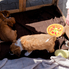 Purinális élvezetek - 24 csapat fözött Ábel egészségéért a Purina Majálison