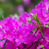 Irány a Jeli Arborétum! - Csúcsvirágzásban a rododendronok