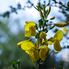 Irány a Jeli Arborétum! - Csúcsvirágzásban a rododendronok