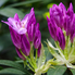 Irány a Jeli Arborétum! - Csúcsvirágzásban a rododendronok