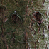 Irány a Jeli Arborétum! - Csúcsvirágzásban a rododendronok