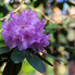 Irány a Jeli Arborétum! - Csúcsvirágzásban a rododendronok