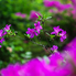 Irány a Jeli Arborétum! - Csúcsvirágzásban a rododendronok
