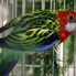 Jákó, Sándor, ara, avagy papagájok minden mennyiségben - Díszmadár kiállítás a Kámoni Arborétumban (fotóriport)