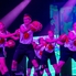 Telt házzal robbant az Energy Dance Team jubileumi évzáró gálája