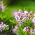 Színorgia fogadja a látogatókat a Jeli Varázskertben - Csúcsvirágzásban a rhododendronok