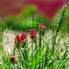 Csodálatos látvány a virágzó bíborhere mező Csodálatos látvány a virágzó bíborhere mező
