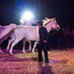 A lovasparádé folytatódik - Horse Evolution Show Sopronban