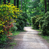 Irány a Jeli Arborétum! - Csúcsvirágzásban a rododendronok