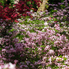Irány a Jeli Arborétum! - Csúcsvirágzásban a rododendronok