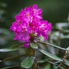 Színorgia fogadja a látogatókat a Jeli Varázskertben - Csúcsvirágzásban a rhododendronok