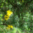 Irány a Jeli Arborétum! - Csúcsvirágzásban a rododendronok