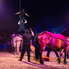 A lovasparádé folytatódik - Horse Evolution Show Sopronban