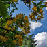 Irány a Jeli Arborétum! - Csúcsvirágzásban a rododendronok
