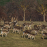 Dámszarvas lesen a Bánokszentgyörgy-Haraszti dámkertben