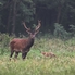 A természet őszi táncrendje - Szarvasbőgés a jáki erdőben