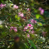 Jeli Arborétum: Európa egyik legszebb botanikuskertjében még virágzanak a rhododendronok