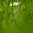 Belső mosoly, avagy a tavasz színei (fotóriport) Belső mosoly, avagy a tavasz színei (fotóriport)
