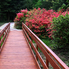 Irány a Jeli Arborétum! - Csúcsvirágzásban a rododendronok