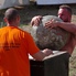 Kőmorzsolók a kráterben - IHGF Stone of Strength verseny a Sághegyen