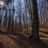 Kirándulástiippek: a vadregényes magyarbüksi erdő