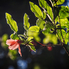 Jeli Arborétum: Európa egyik legszebb botanikuskertjében még virágzanak a rhododendronok