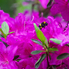 Irány a Jeli Arborétum! - Csúcsvirágzásban a rododendronok